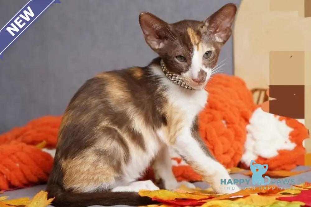 Fifa Oriental Shorthair female chocolate bicolour live animals