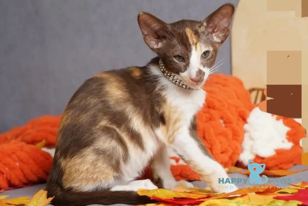 Fifa Oriental Shorthair female chocolate bicolour live animals