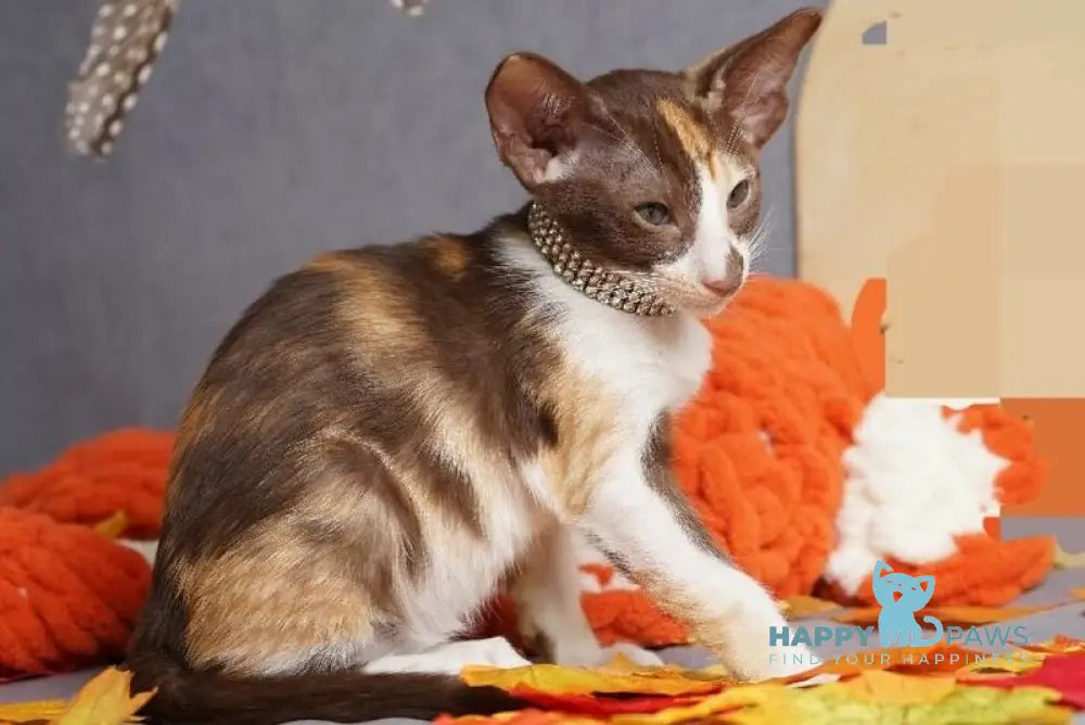 Fifa Oriental Shorthair female chocolate bicolour live animals