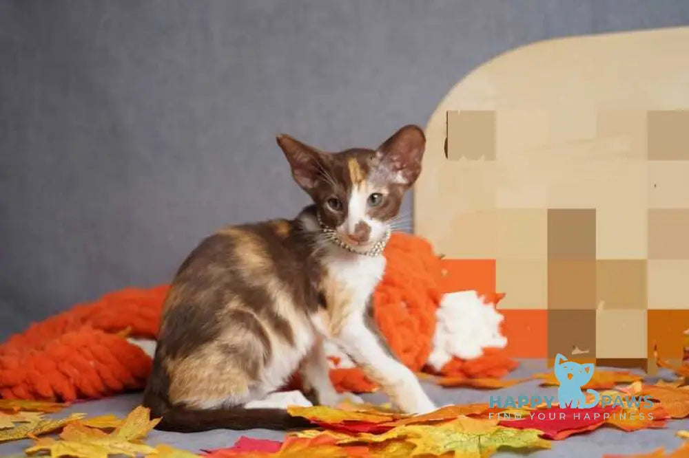 Fifa Oriental Shorthair female chocolate bicolour live animals
