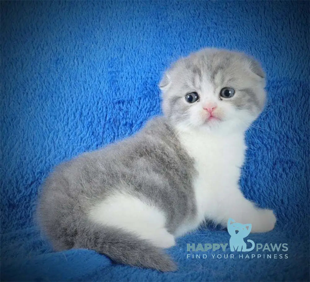 Fifa Scottish Fold female blue tabby bicolour live animals