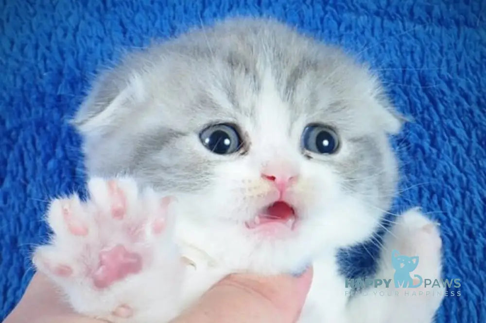 Fifa Scottish Fold female blue tabby bicolour live animals