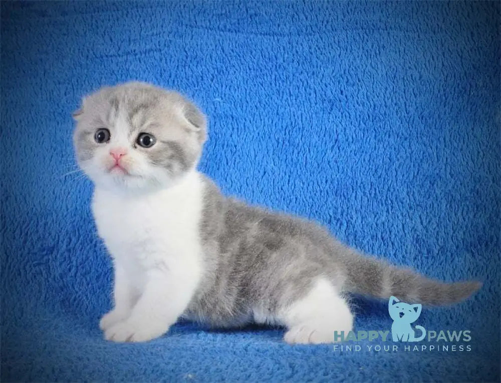 Fifa Scottish Fold female blue tabby bicolour live animals