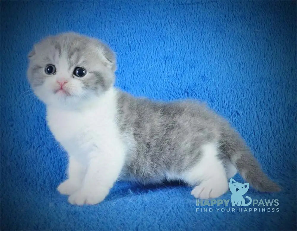 Fifa Scottish Fold female blue tabby bicolour live animals