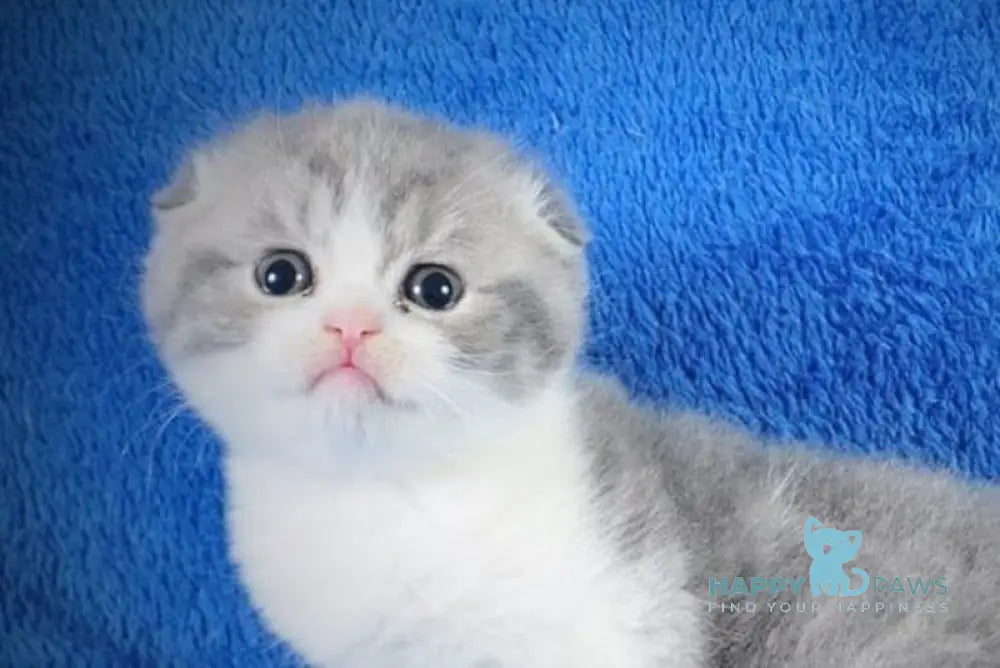 Fifa Scottish Fold female blue tabby bicolour live animals