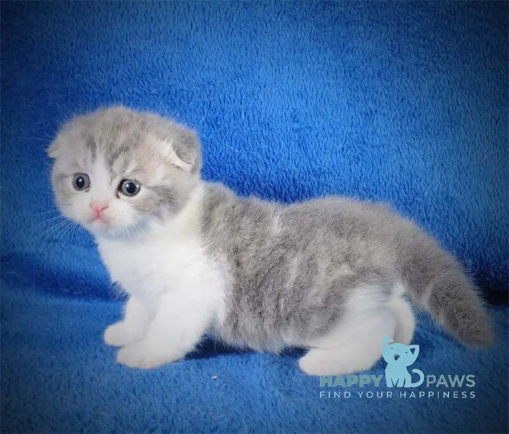 Fifa Scottish Fold female blue tabby bicolour live animals