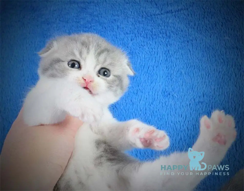Fifa Scottish Fold female blue tabby bicolour live animals