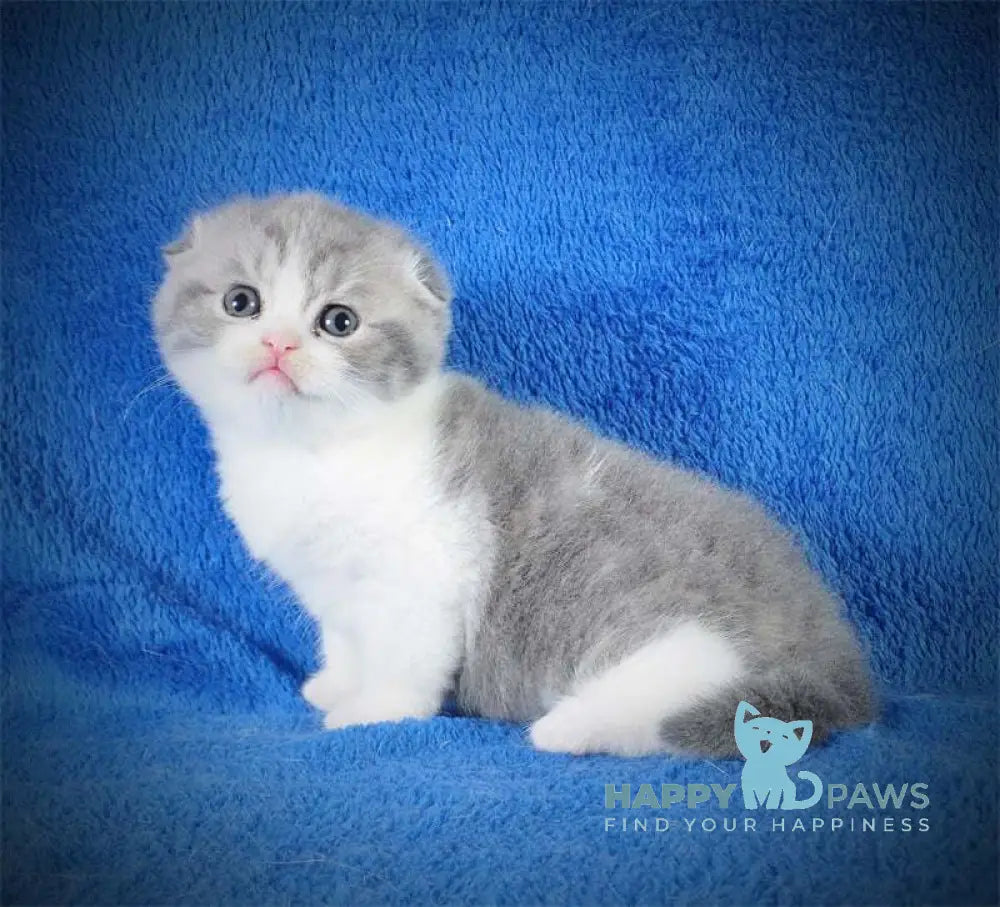 Fifa Scottish Fold female blue tabby bicolour live animals