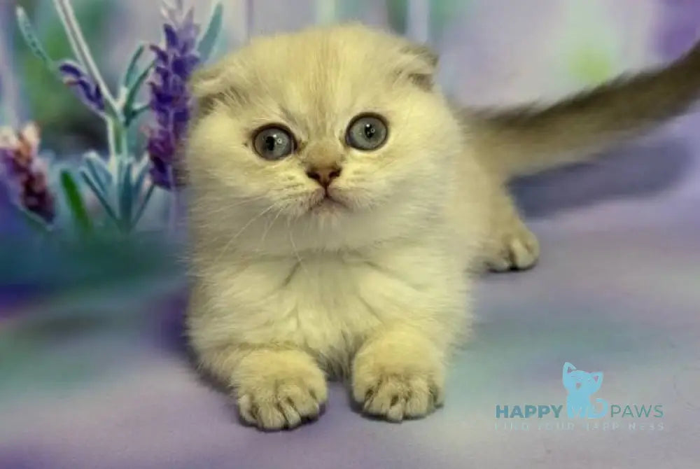 Fifa Scottish Fold female lilac pointed live animals