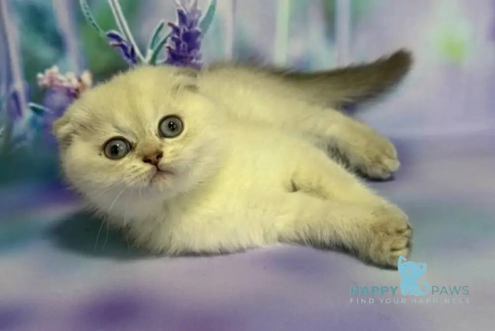Fifa Scottish Fold female lilac pointed live animals