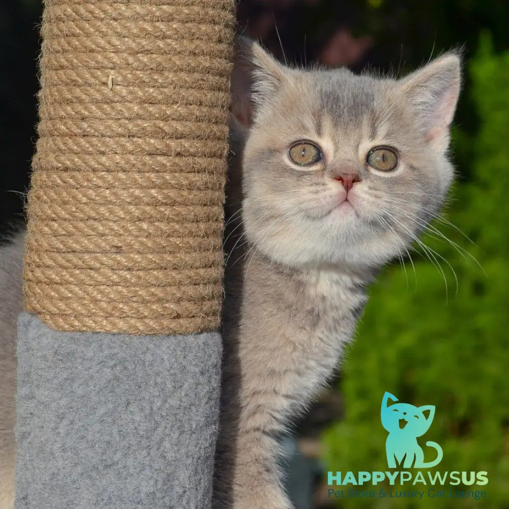 Fifa Scottish Straight female blue golden ticked tabby - live animals