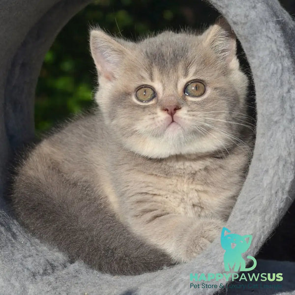 Fifa Scottish Straight female blue golden ticked tabby - live animals