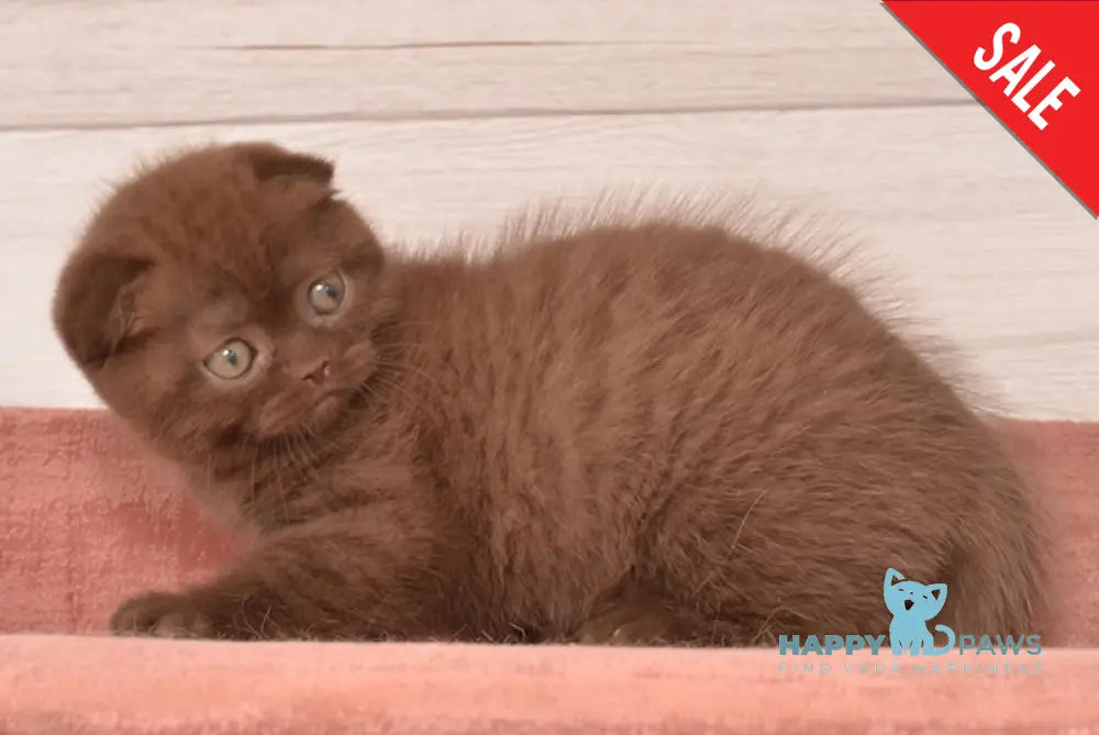 Figaro Scottish Fold Male Chocolate Live Animals