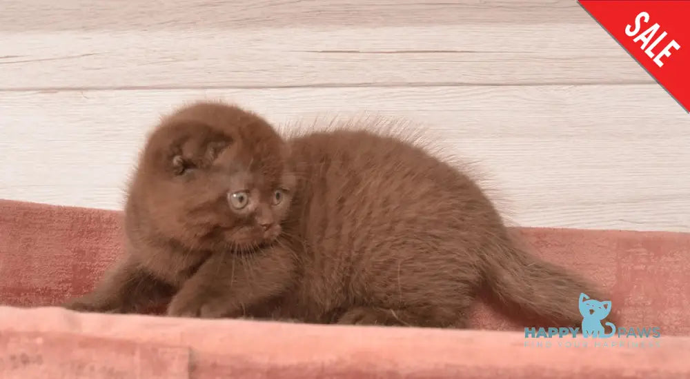 Figaro Scottish Fold Male Chocolate Live Animals