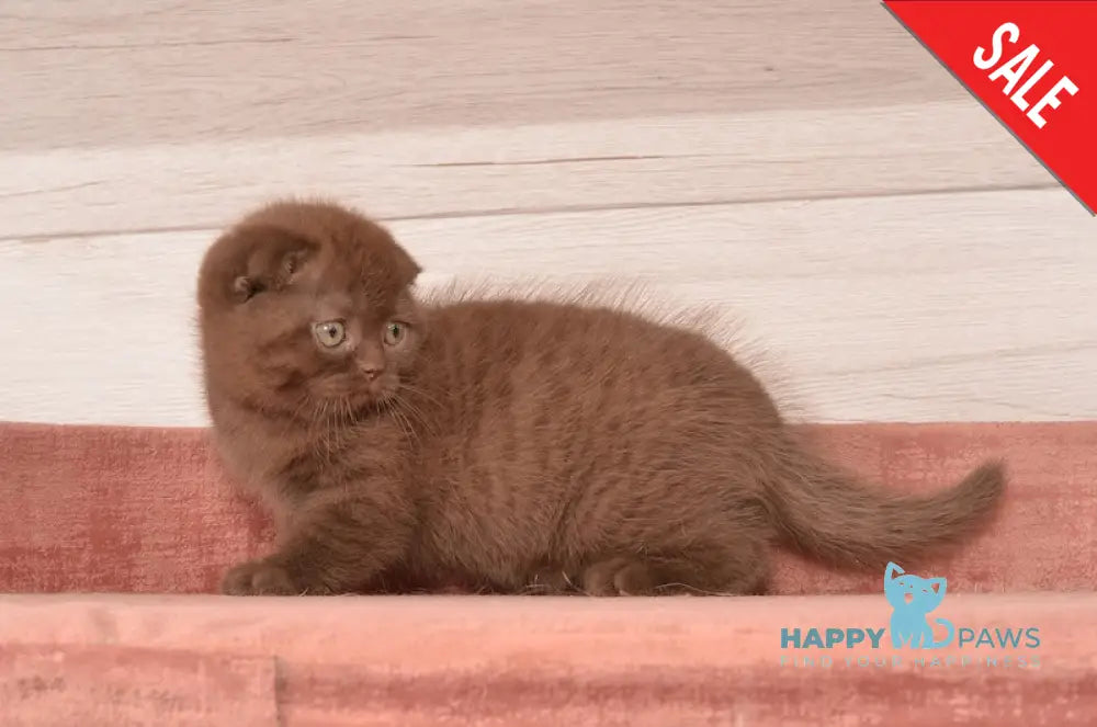 Figaro Scottish Fold Male Chocolate Live Animals