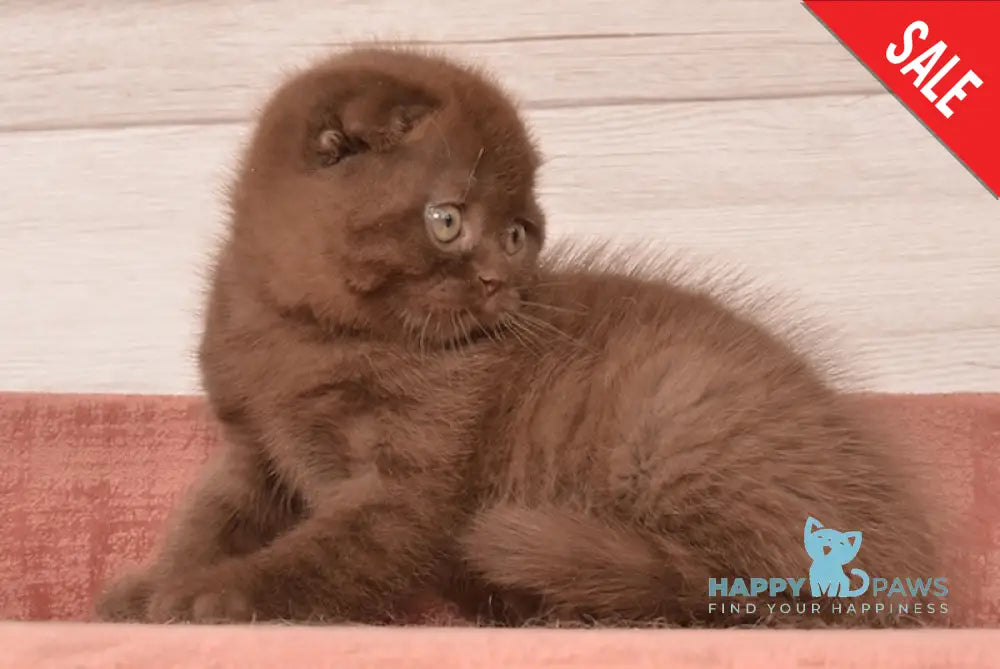 Figaro Scottish Fold Male Chocolate Live Animals