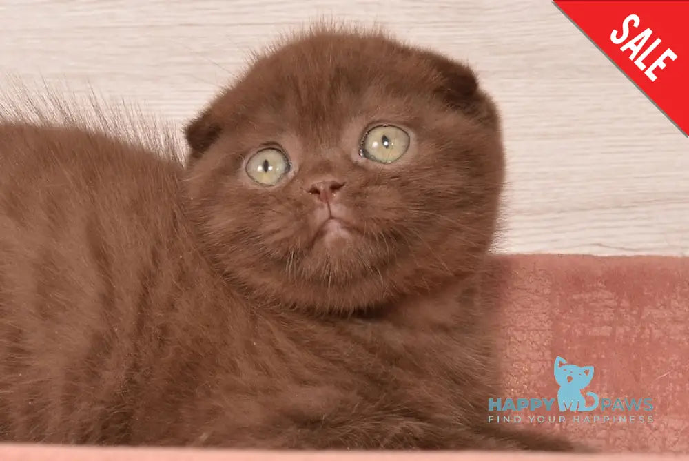 Figaro Scottish Fold Male Chocolate Live Animals