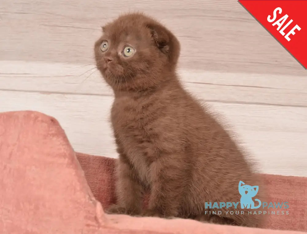 Figaro Scottish Fold Male Chocolate Live Animals