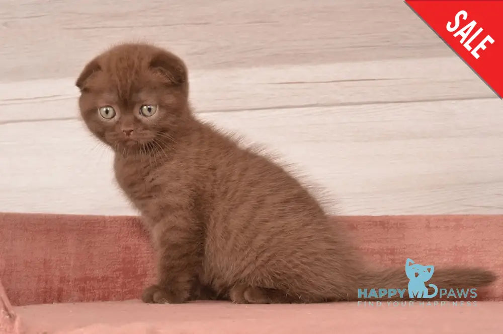 Figaro Scottish Fold Male Chocolate Live Animals