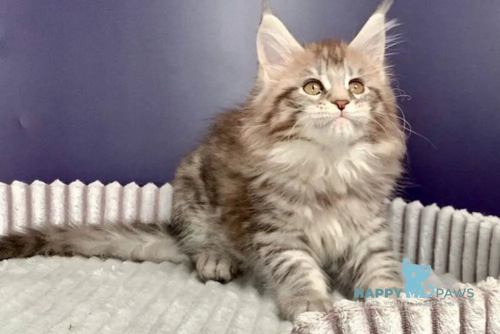 Fiji Maine Coon female black silver spotted tabby live animals