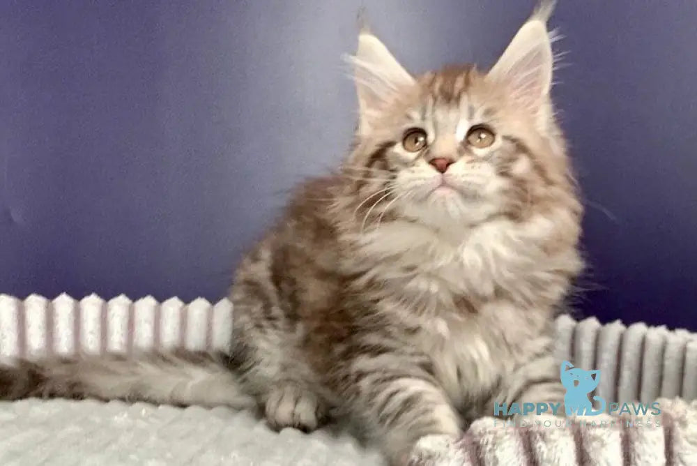 Fiji Maine Coon female black silver spotted tabby live animals