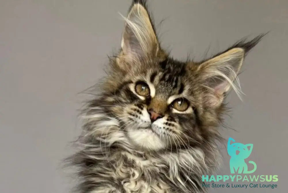 Fil Maine Coon male black tabby - live animals