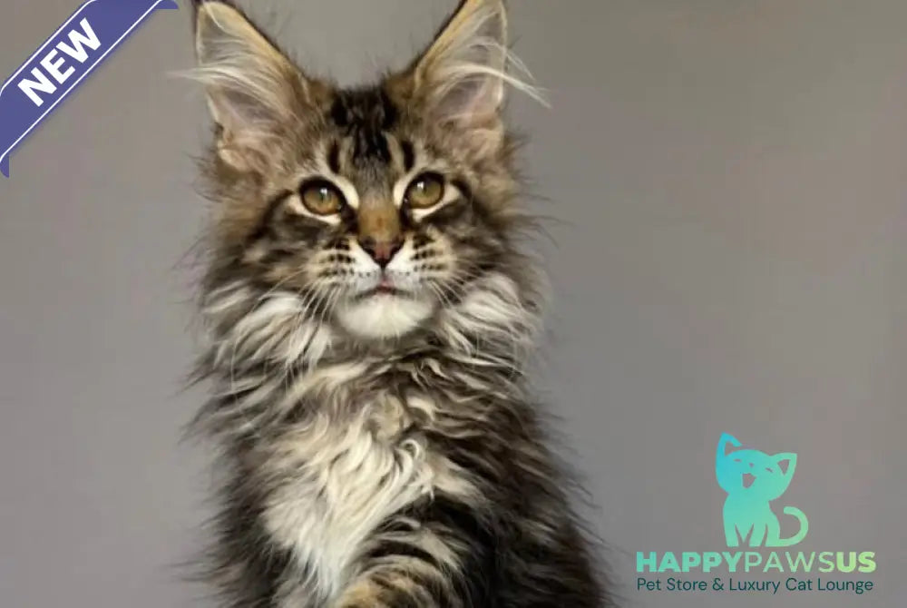 Fil Maine Coon male black tabby - live animals