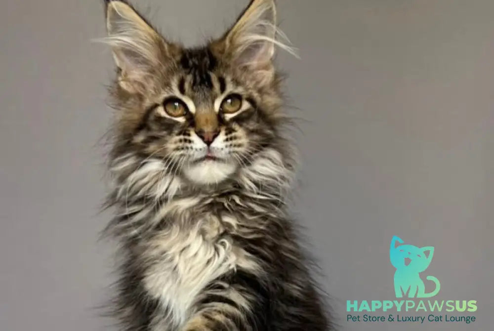 Fil Maine Coon male black tabby - live animals