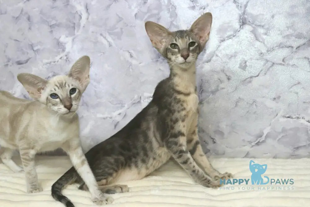 Fil Siamese male blue spotted tabby live animals