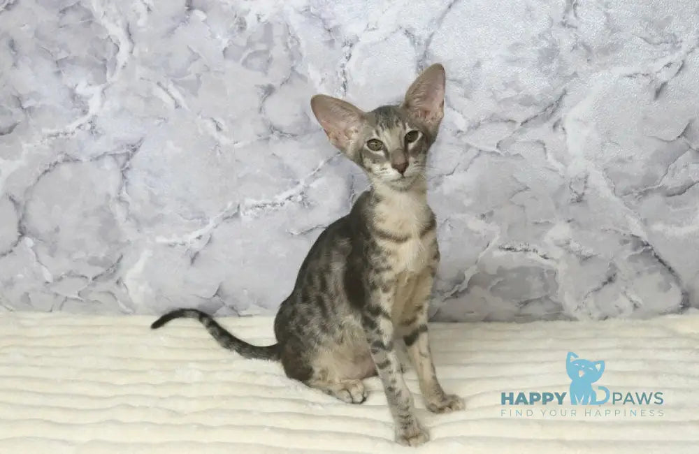 Fil Siamese male blue spotted tabby live animals