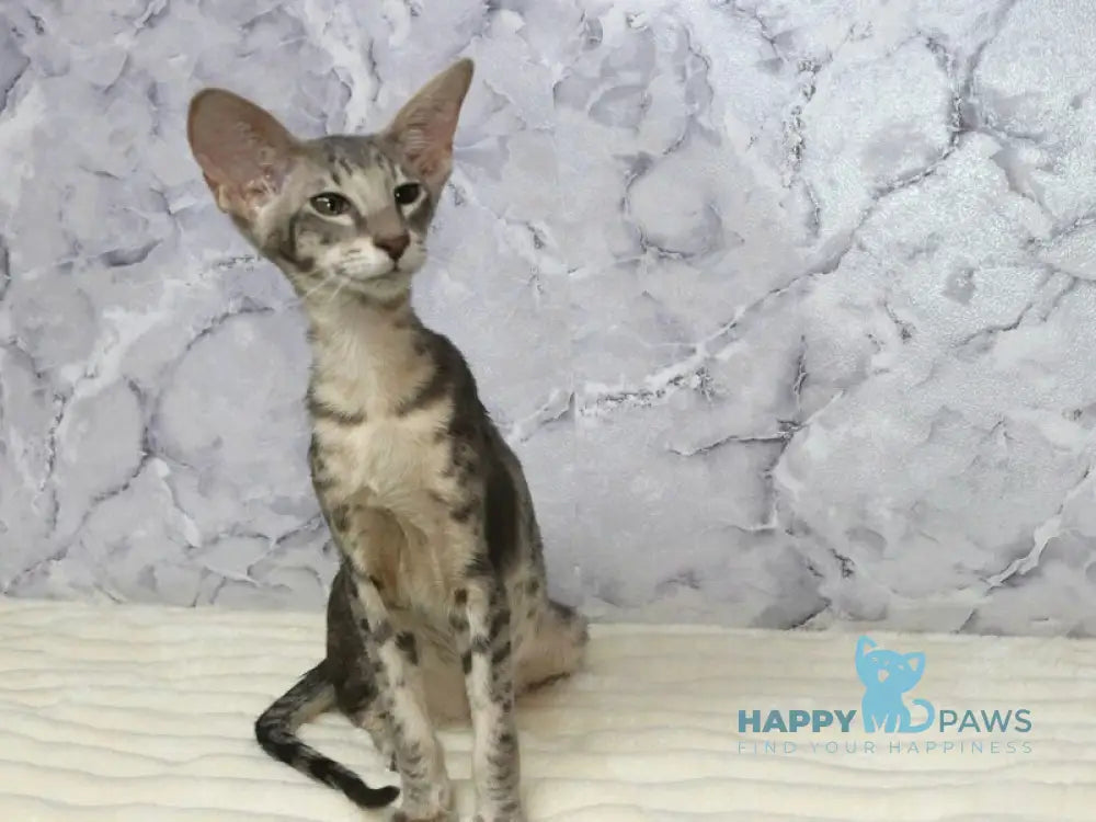 Fil Siamese male blue spotted tabby live animals