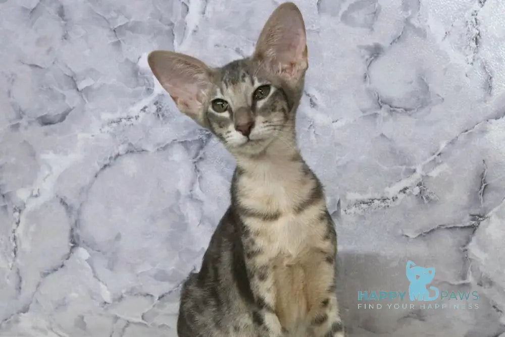 Fil Siamese male blue spotted tabby live animals