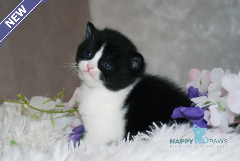 Fila British Shorthair female black bicolour live animals