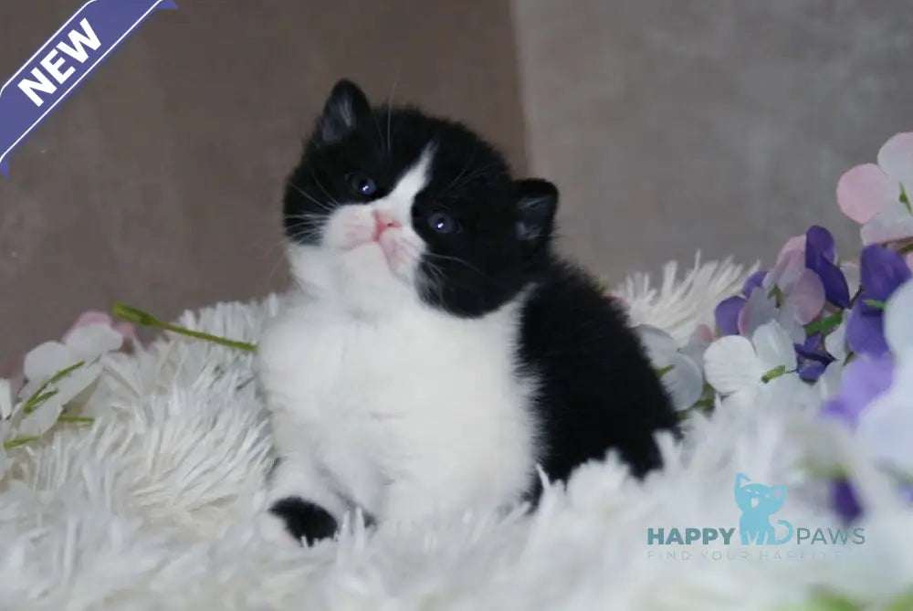 Fila British Shorthair female black bicolour live animals