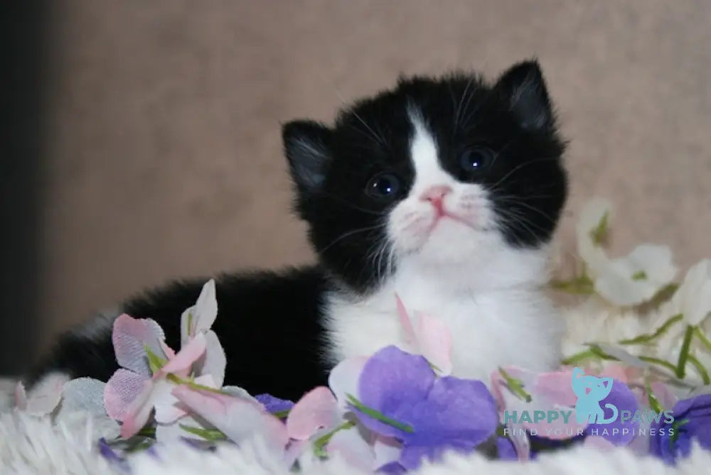 Fila British Shorthair female black bicolour live animals