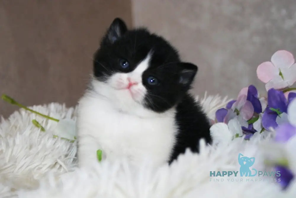 Fila British Shorthair female black bicolour live animals
