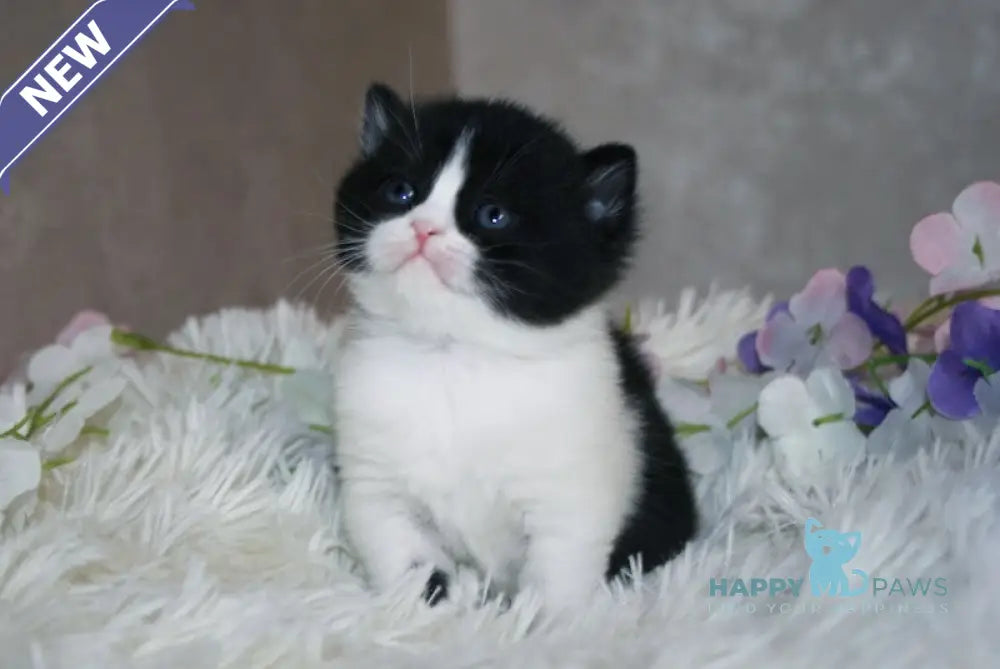 Fila British Shorthair female black bicolour live animals