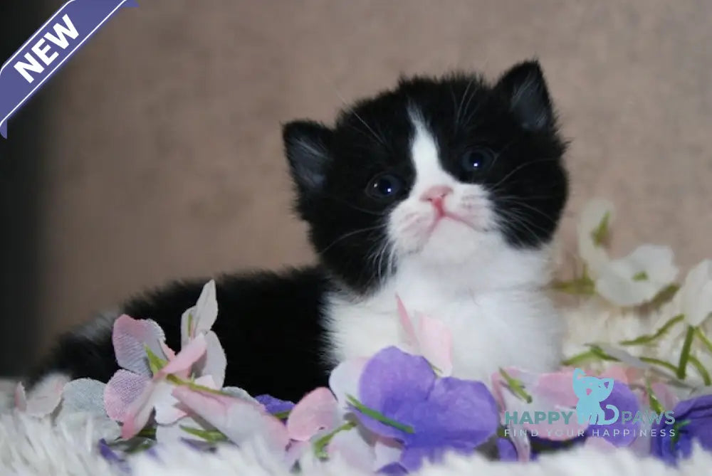 Fila British Shorthair female black bicolour live animals