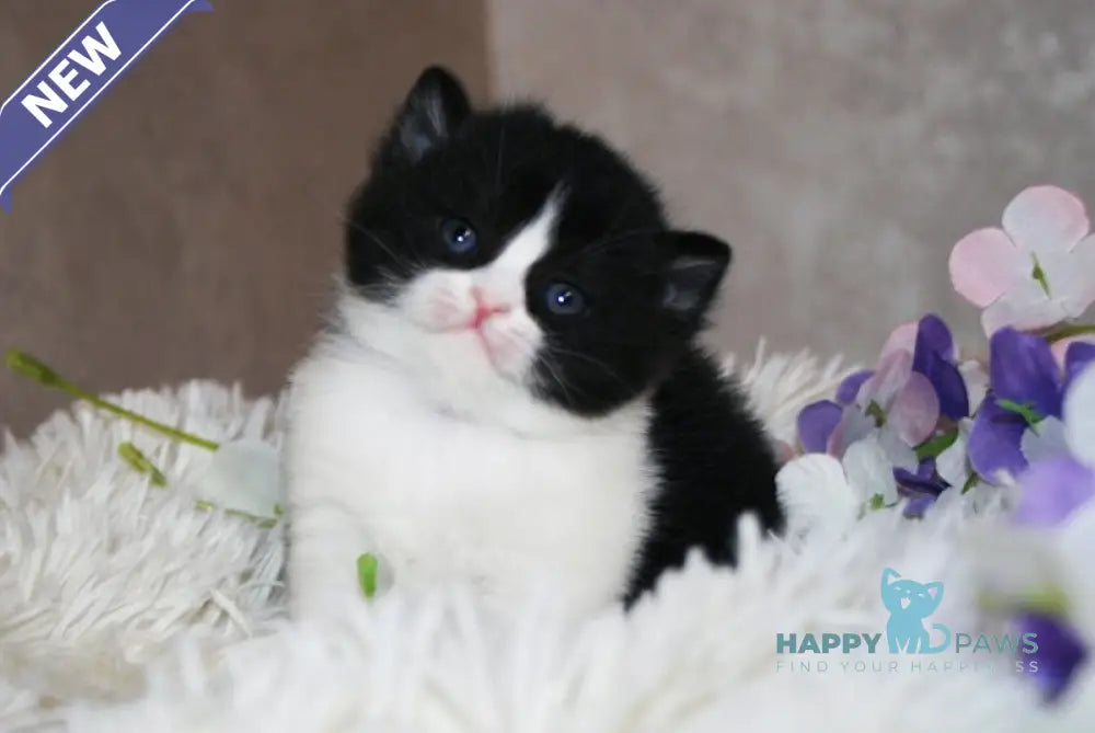 Fila British Shorthair female black bicolour live animals