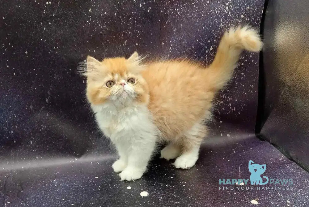 Filimon Persian male red bicolour spotted tabby live animals