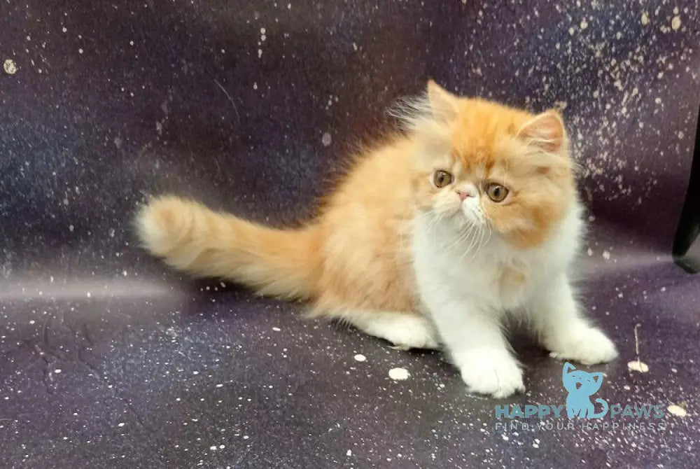 Filimon Persian male red bicolour spotted tabby live animals