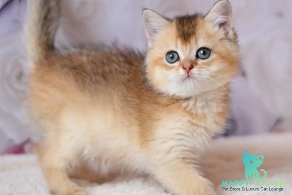 Filip British Shorthair male black golden ticked tabby - live animals