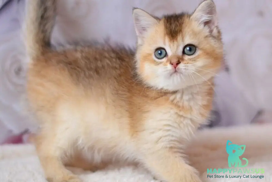 Filip British Shorthair male black golden ticked tabby - live animals