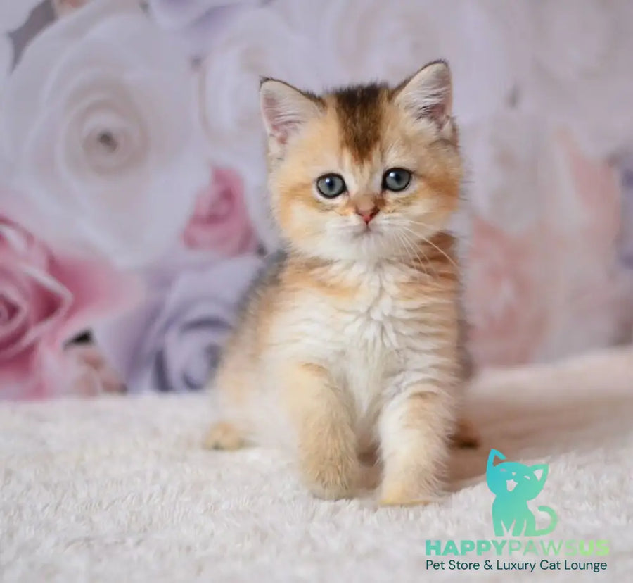 Filip British Shorthair male black golden ticked tabby - live animals