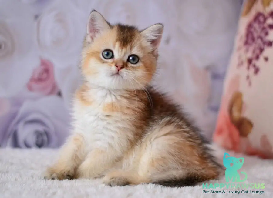 Filip British Shorthair male black golden ticked tabby - live animals