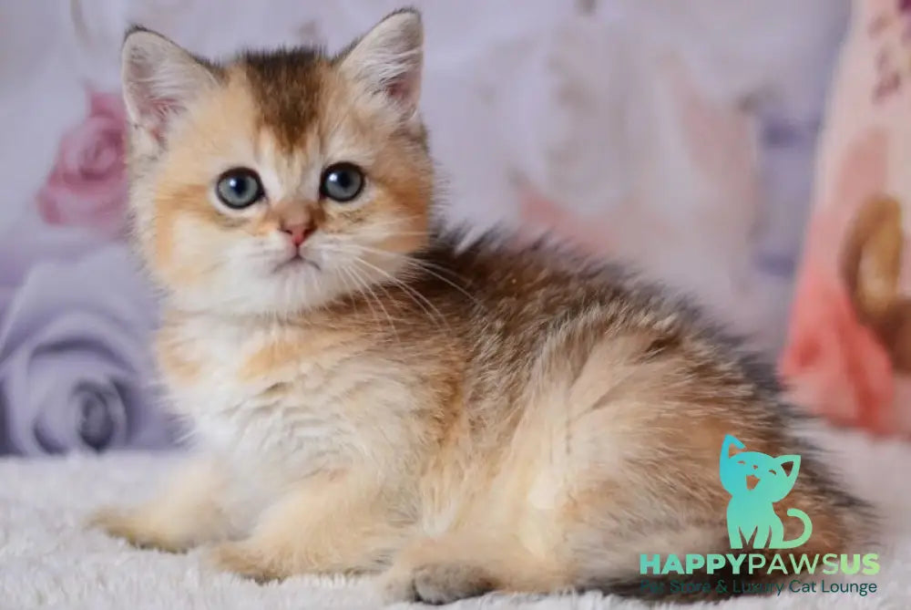 Filip British Shorthair male black golden ticked tabby - live animals