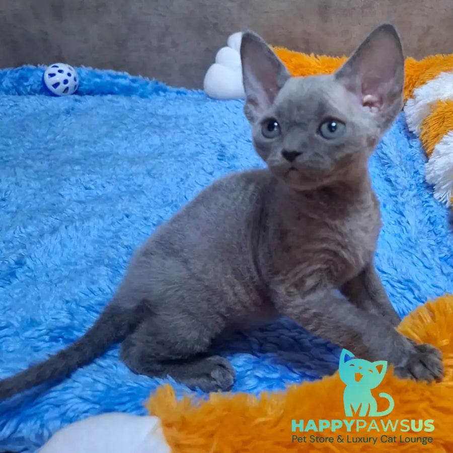 Filip Devon Rex male blue - live animals