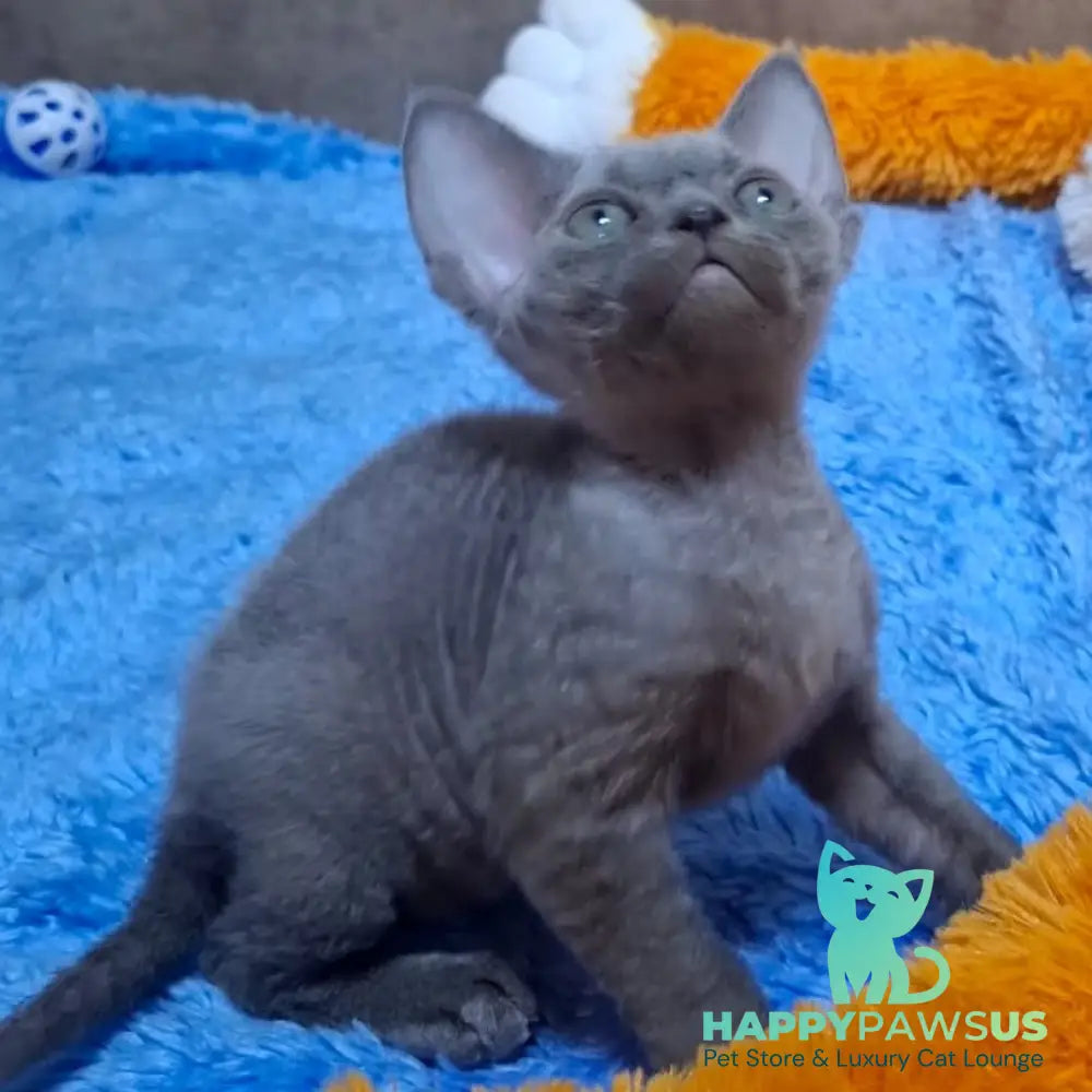 Filip Devon Rex male blue - live animals