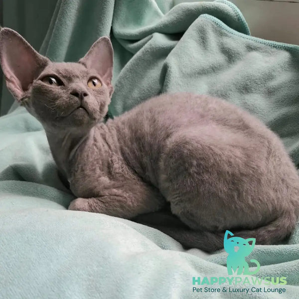 Filip Devon Rex male blue - live animals