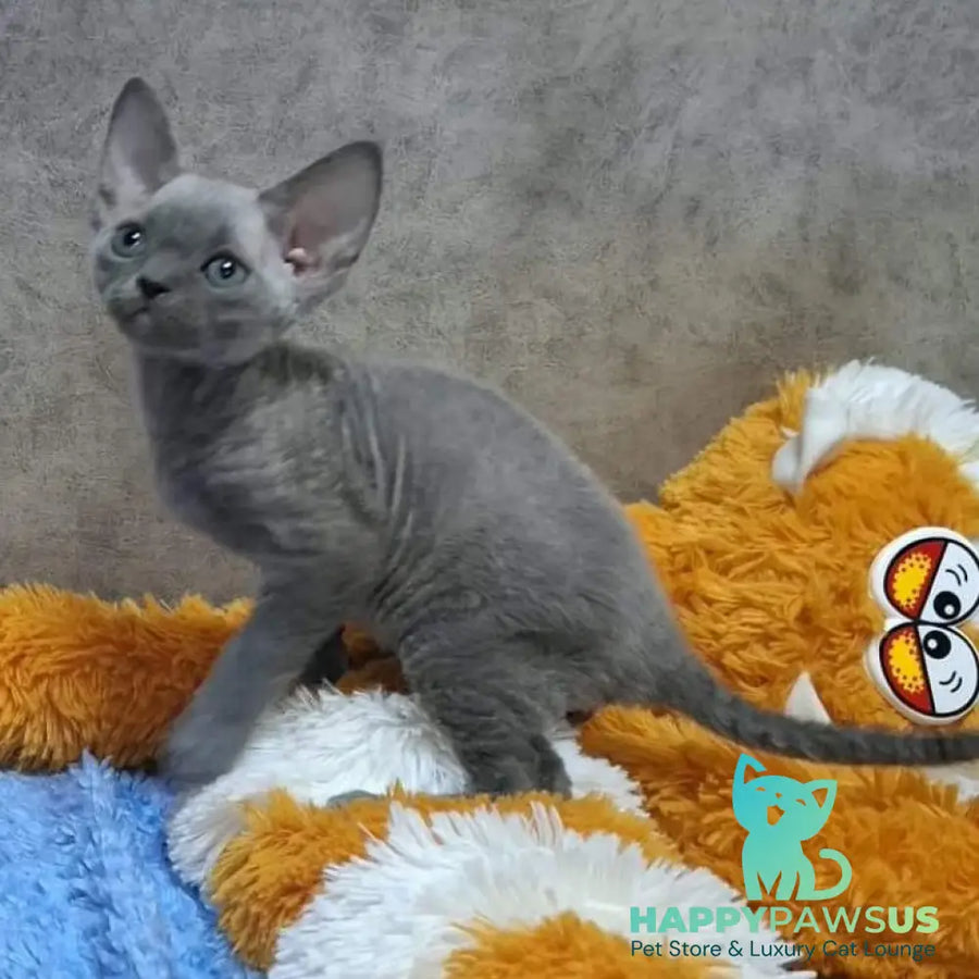 Filip Devon Rex male blue - live animals